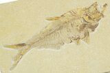Bargain, Detailed Fossil Fish (Diplomystus) - Wyoming #379352-1